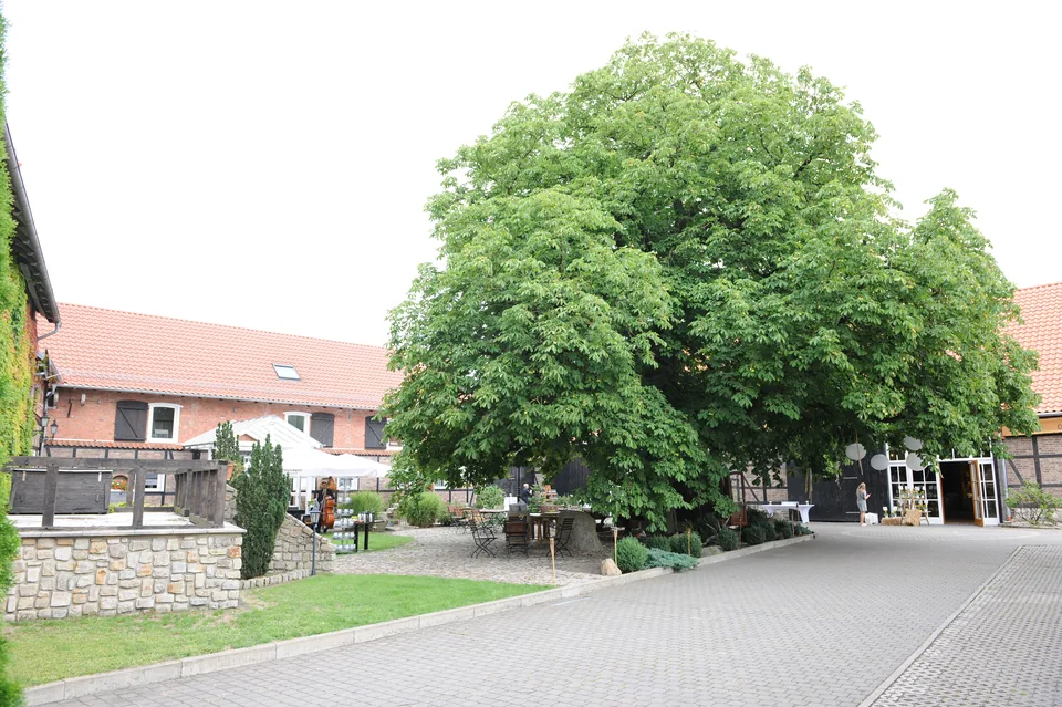 Die Kastanie im Innenhof im Sommer